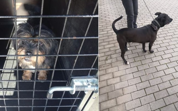 Strážníci odvezli z mosteckých ulic do útulku dva zatoulané psy