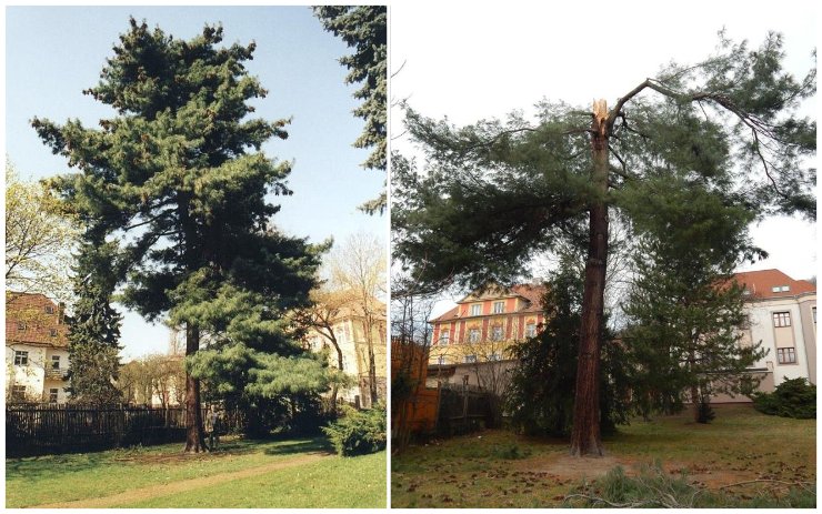 Vítr v Mostě poškodil památný strom. Bude se rozhodovat, jak ho zachránit