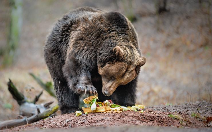 Obří dorty a slavná osobnost: Medvědy v zooparku letos probudí známý český MMA bijec