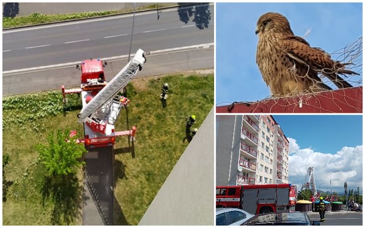 FOTO: Na mosteckém paneláku uvízla poštolka, čtenáři fotili její záchranu