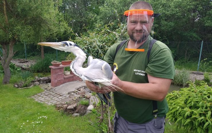Netradiční odchyt: Na zahradu v Horním Jiřetíně doletěla zraněná volavka