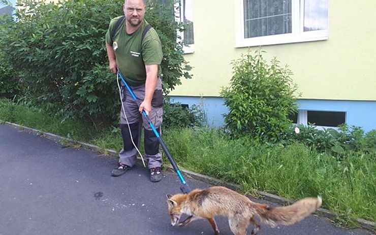 Neobvyklý odchyt v Litvínově: Pod schody se zaběhla divoká liška