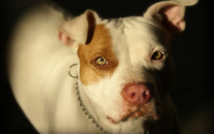 Na společné chodbě domu běhal pitbull bez majitele. Údajně si sám otevřel dveře 