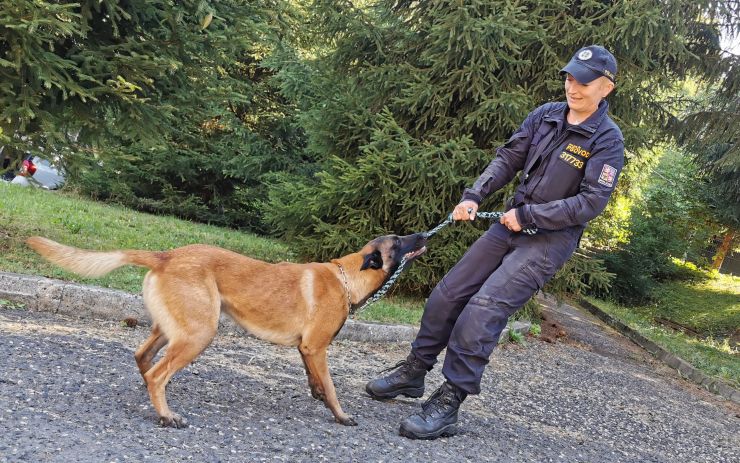 VIDEO: Policejní psi jsou nenahraditelnými pomocníky, s psovody žijí v jedné domácnosti