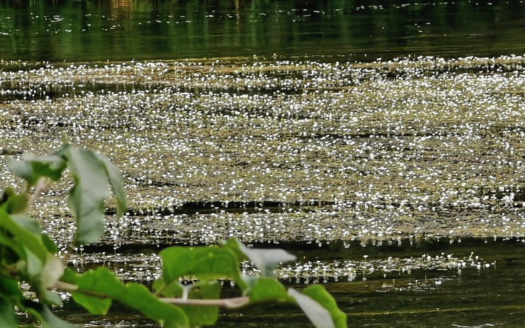 OBRAZEM: Řeka Ohře rozkvetla! V mírném proudu se pohupují bílé kvítky