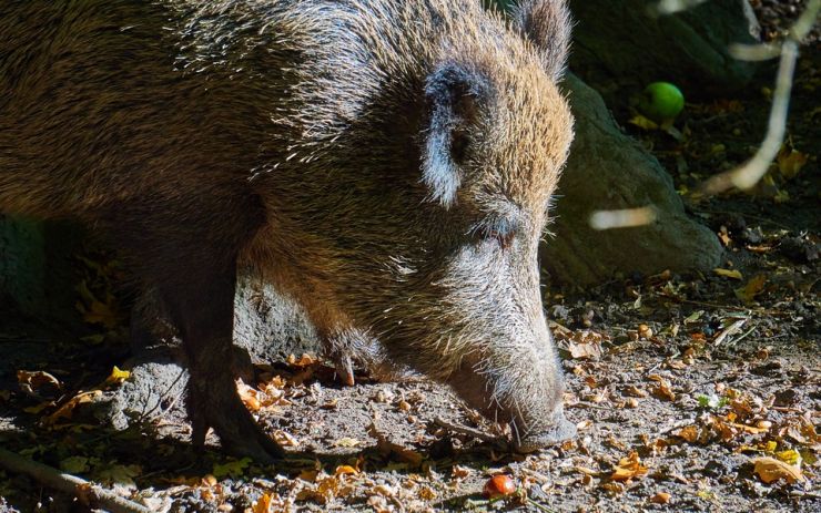 Myslivci nemohou střílet přemnožená prasata u Hrabáku. Je ale jeden způsob, jak snižovat jejich počty