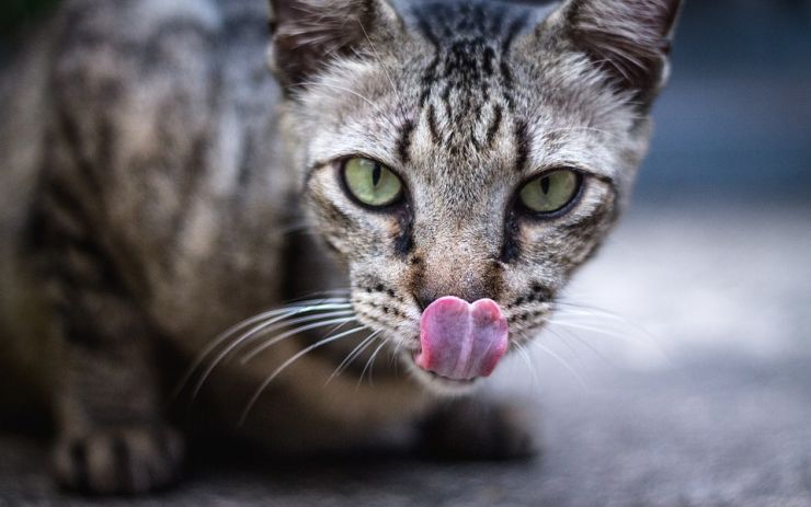 U Litoměřic zachytili problematickou zásilku koček a psů z Bulharska. Zvířata byla nemocná
