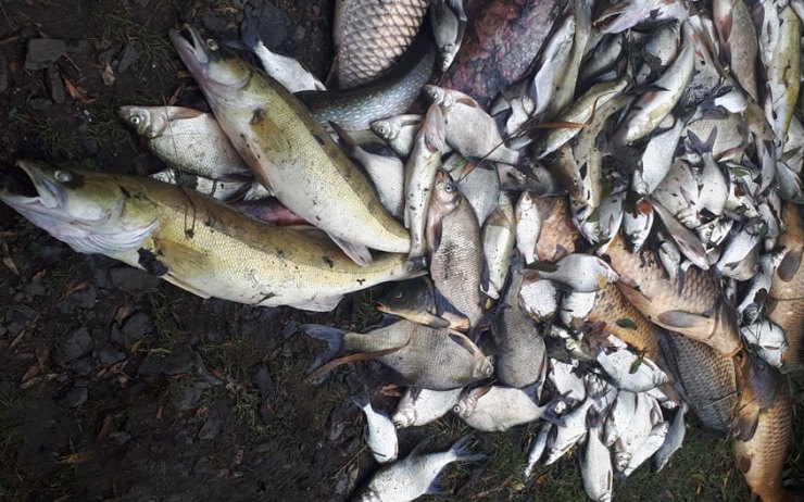 V nádrži u Horního Jiřetína, kde hromadně uhynuly ryby, už se zase může lovit