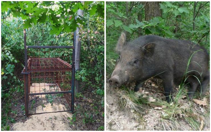 V kleci na Hrabáku skončila tři selata a lončák, dalších sedm se povedlo ulovit