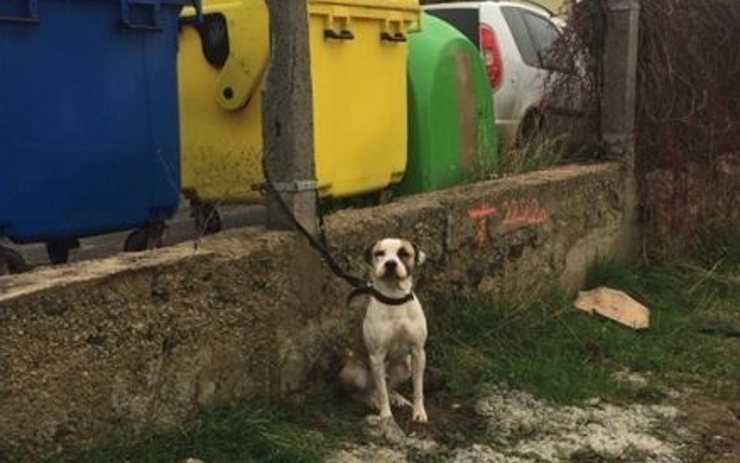 Strážníci zachraňovali psa, kterého se zbavil jeho majitel a přivázal ho ke kontejnerům