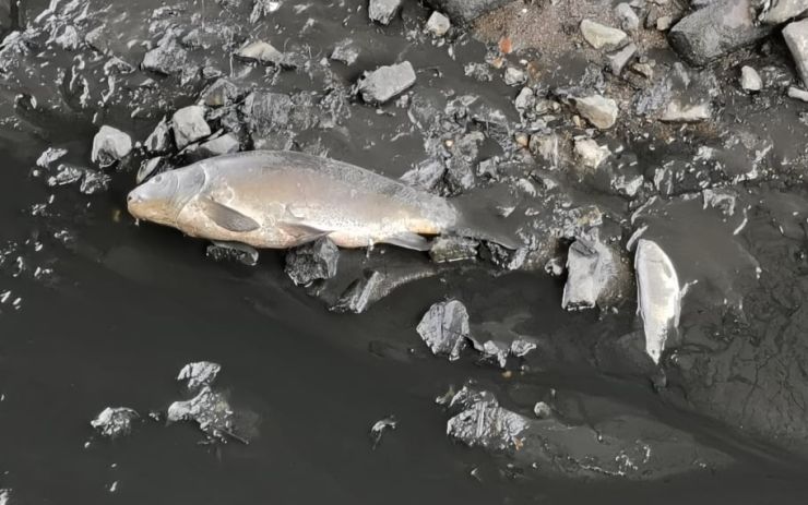 V řece Bílině kvůli nehodě na čističce uhynulo několik desítek ryb