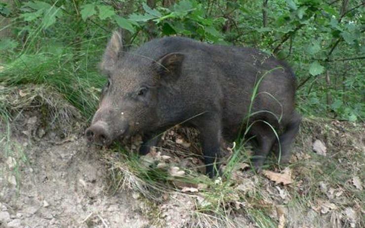 Na Matyldě bude probíhat odstřel divokých prasat. V těchto hodinách se areálu raději vyhněte