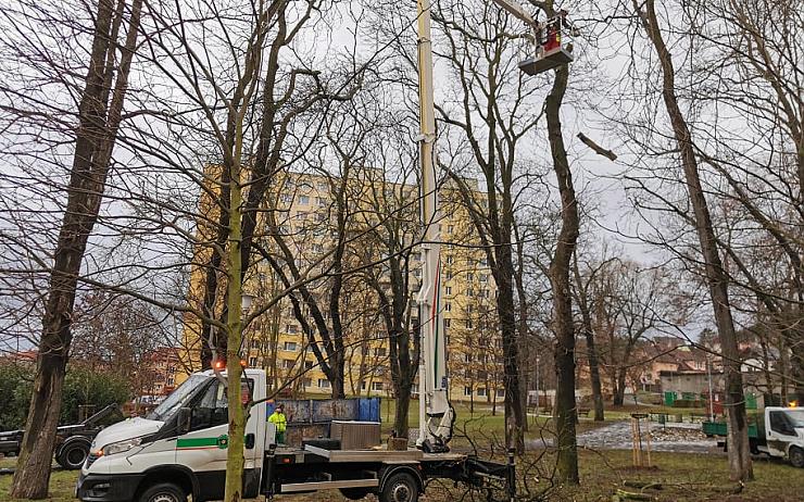 AKTUÁLNĚ: Na Zahražanech začalo kácení nemocných stromů. Mohly někoho vážně zranit!