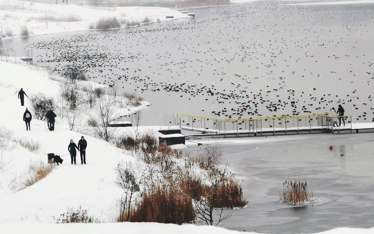 VIDEO DNE: Tisícihlavá hejna ptáků obsadila každou nezamrzlou plochu na jezeře Most