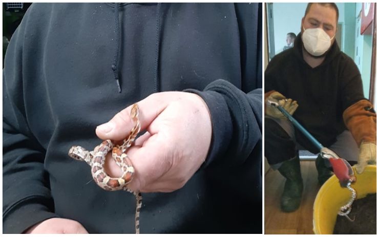 Lidi vyděsil cizokrajný had. Zničehonic se objevil v jejich bytě v centru Litvínova