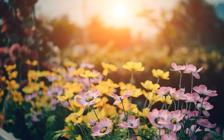 Zimě přeci jen začíná docházet dech! Teploměry brzy ukážou až 15 °C