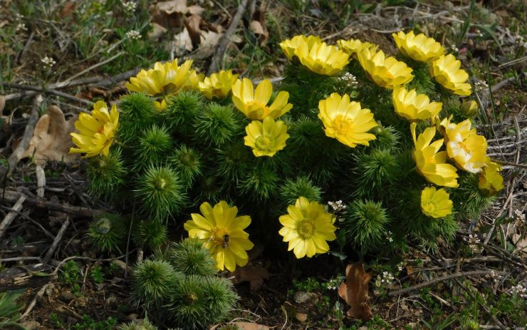 Silně ohroženému hlaváčku jarnímu se na Mostecku daří, amatérští botanici zřejmě objevili nová naleziště této rostliny