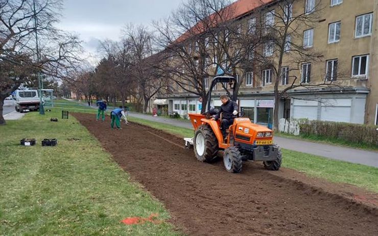 Speciální stroj zasázel v Mostě sedm tisíc lilií. Víme, kde květiny uvidíte