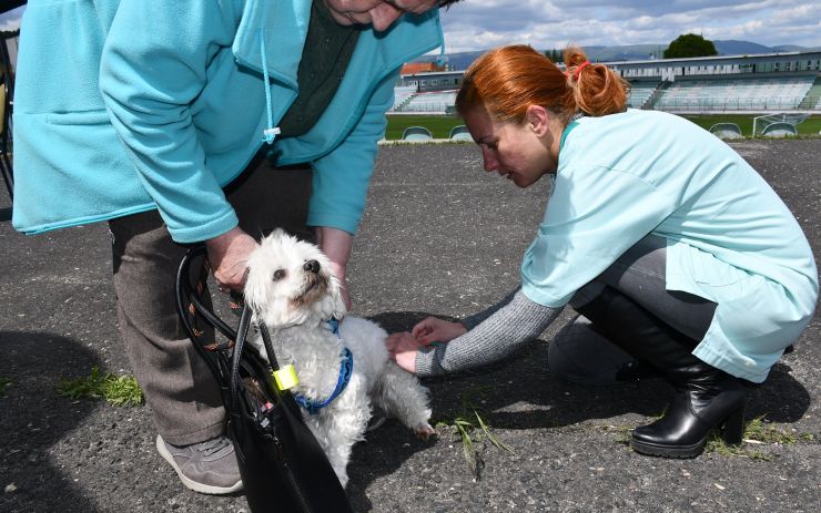 Most bude bezplatně očkovat psy proti vzteklině. Už známe termíny
