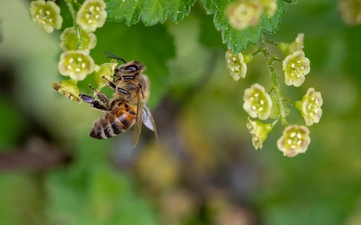 Rekultivace jsou pro včely ideálním místem. Včelaři tam mají své úly