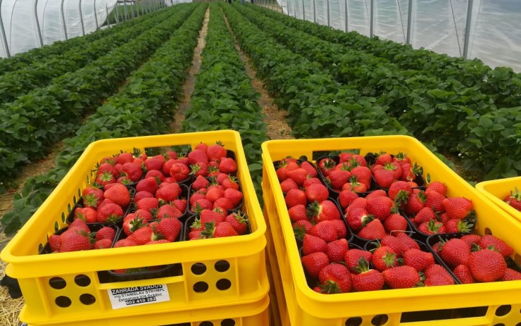 První české jahody jsou letos poprvé v obchodech. Dozrály o měsíc později