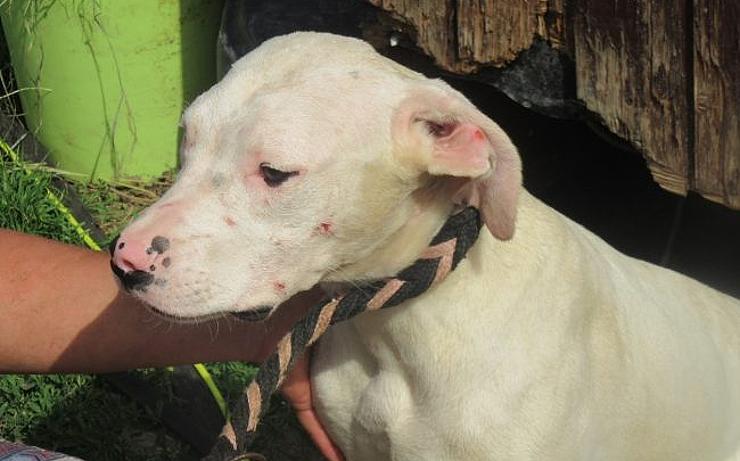 FOTO: 21 psů žilo v přívěsu bez vody a mezi výkaly! Poraněná zvířata chovatelce odebrali