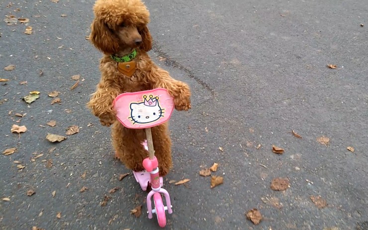 VIDEO: V ulicích se prohání pes na růžové koloběžce! Lidé si ho fotí a natáčejí