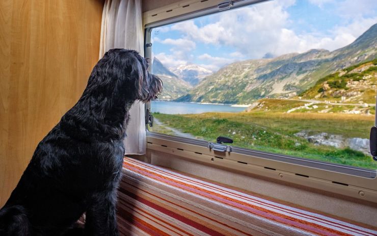 Berete svého psa na dovolenou? Tohle jsou pravidla pro cestování se zvířaty do zahraničí