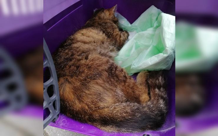 Kočka v odpadkovém koši v Mostě čekala hodiny na lidskou pomoc. Té se jí nakonec dostalo, ale už pozdě