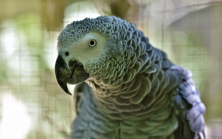 Do prodejny vlétl papoušek, strážníci majitelku vypátrali díky naší facebookové skupině