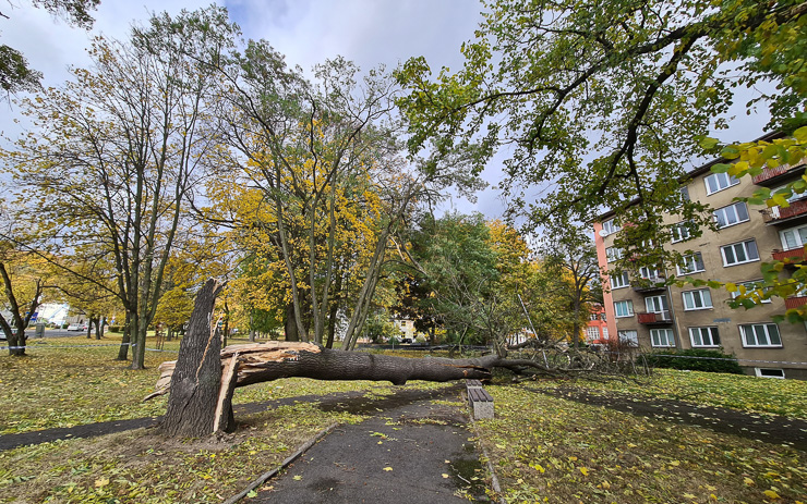 Nechoďte pod stromy, varuje Litvínov! Do parků dal bezpečnostní pásky