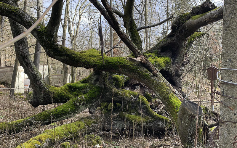 FOTO: Devět set let starý strom na úbočí Krušných hor je opředený pověstí. Nikdy už ale neobrazí