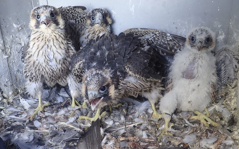 Překvapivé zjištění: Sokoli ulovili i papouška, ostatky se našly v hnízdě na komíně