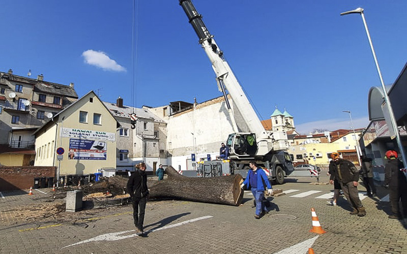 Proč musel být pokácený strom ve Fajli: Město lidem podává vysvětlení. Hrozila tragédie