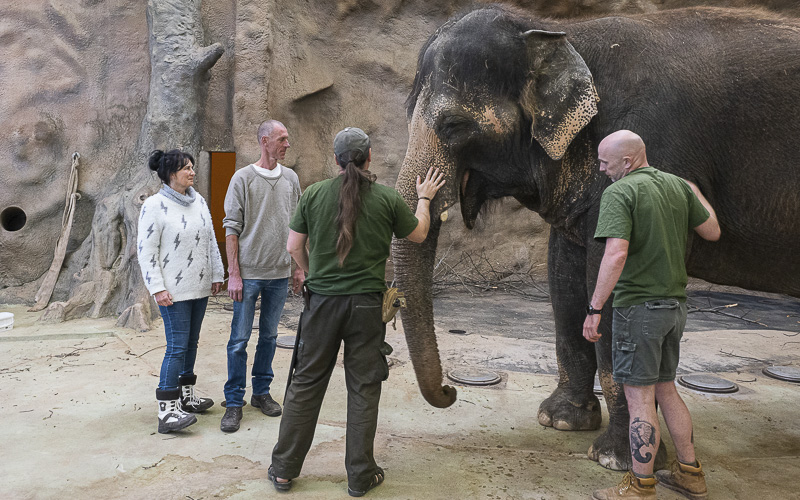 Rozlučte se s Delhi! Z Ústeckého kraje odejde poslední slon chovaný v zoo