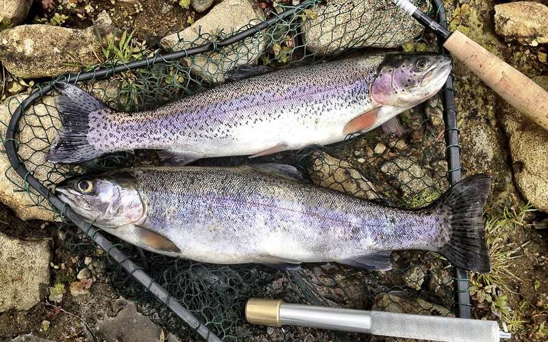 Na Ohři pod Nechranicemi začíná rybářská sezona na pstruhové vodě, méně vody ale nepoteče
