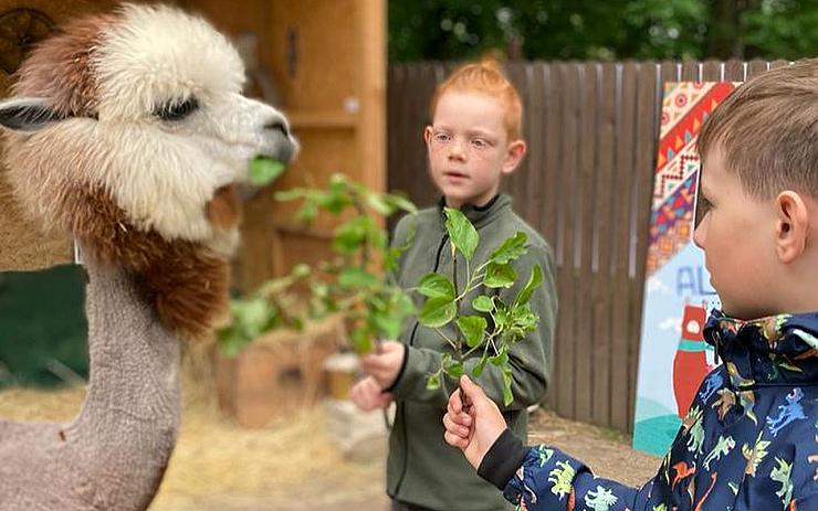 Oslavte svátek dětí netradičně. U mosteckého muzea bude Dětský den s lamami