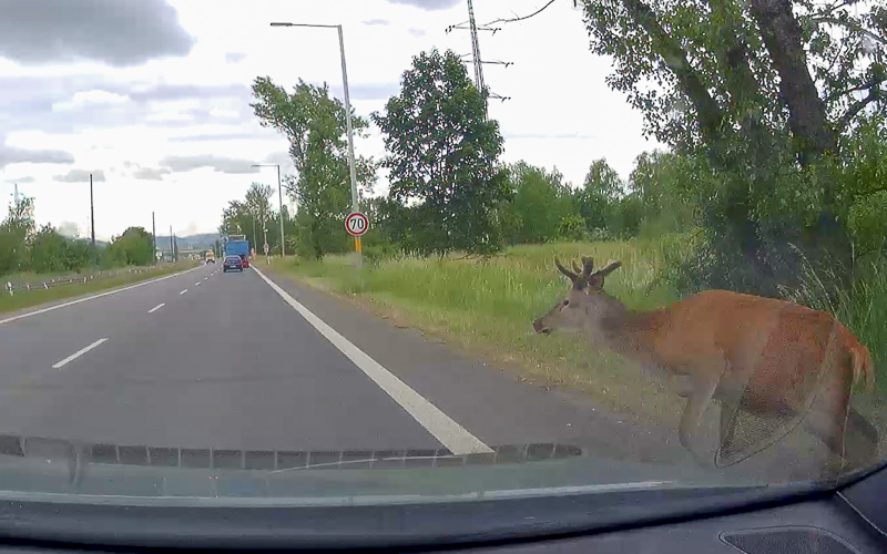 VIDEO: Kamera nahrála jelena, který vyskočil z trávy rovnou do projíždějícího auta
