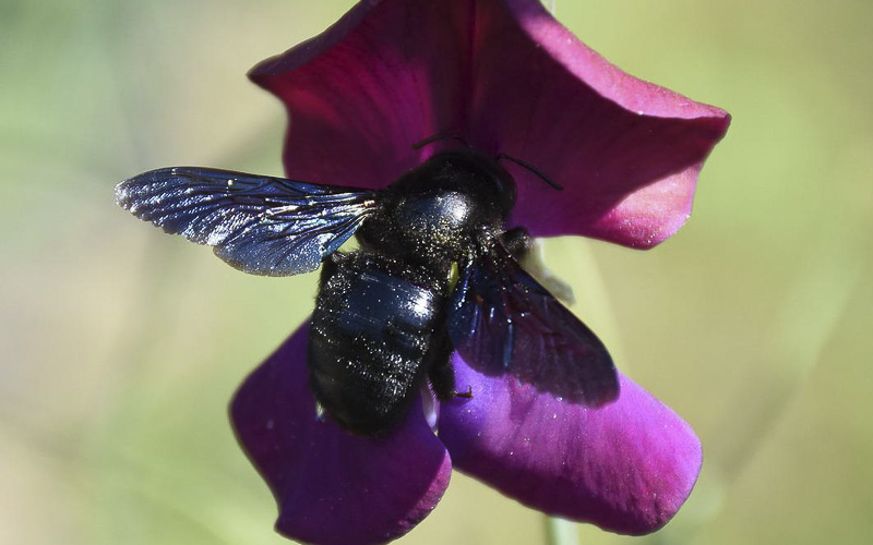 Na českých zahradách se objevuje obří černá včela. Létá hodně nahlas a je rychlá