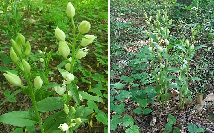 VÍTE, ŽE: Na Šibeníku kvetou v těchto dnech vzácné lesní orchideje. Hlavně je netrhejte!