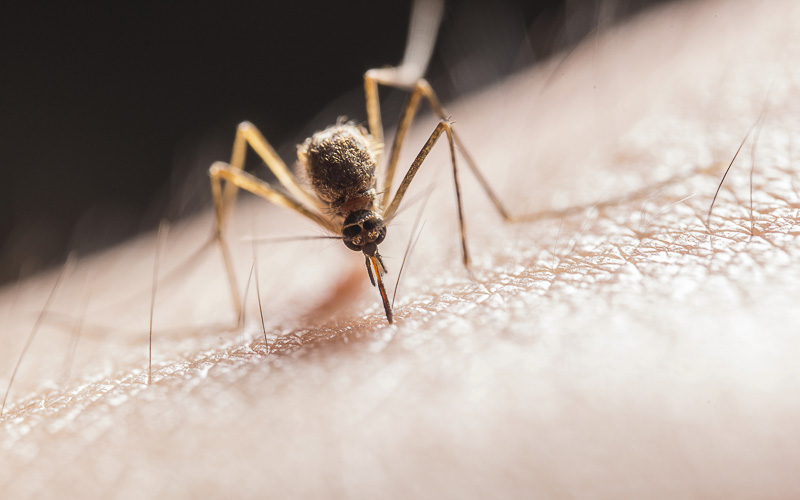 Na Teplicku je komáří invaze! Aktivita tohoto hmyzu je nyní mimořádná a může ještě růst