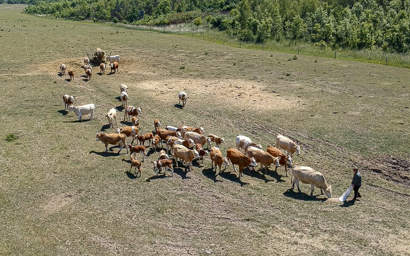 VIDEOREPORTÁŽ: Širé pláně rekultivací jsou domovem pro stovky krav. Dávají maso v biokvalitě
