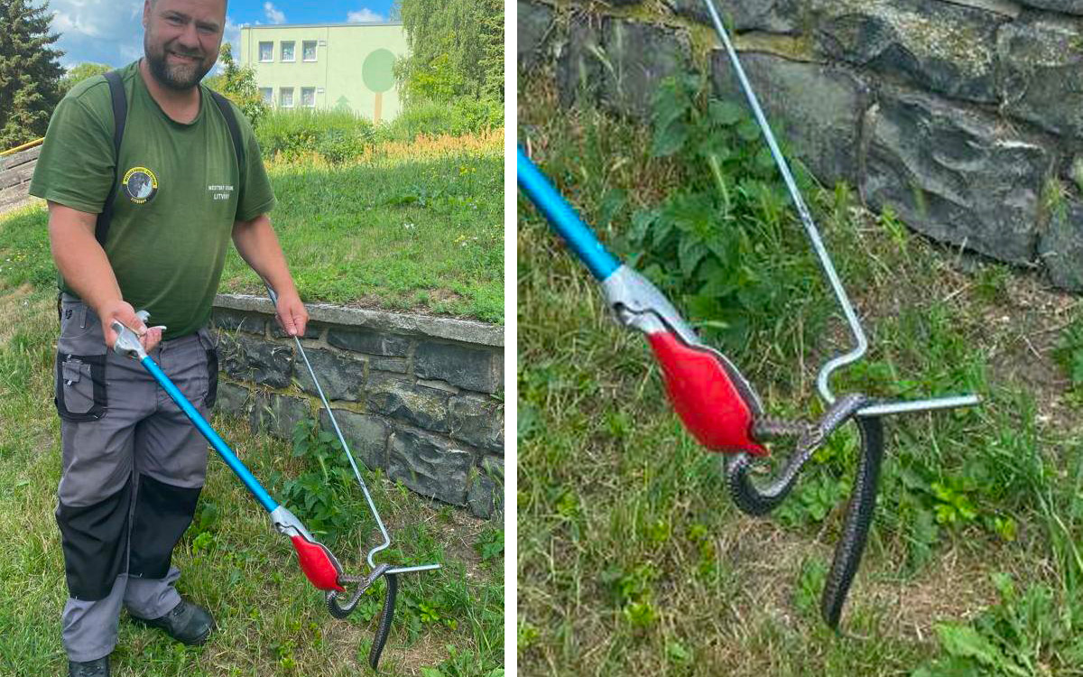 Na zmiji můžete narazit i ve městě. Lidé na jedovatého hada upozornili v Litvínově