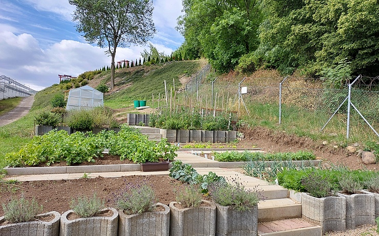 FOTO: Komu se nelení... Zahrada vytvořená vězni v Bělušicích už nese první plody