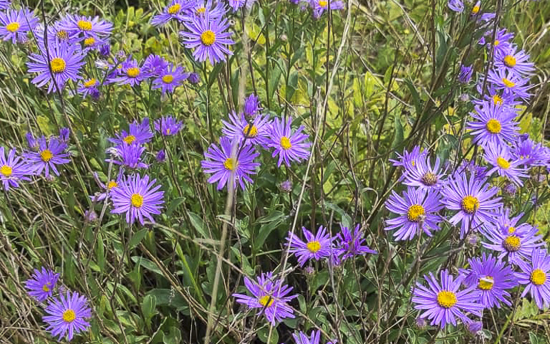 NAPSALI JSTE NÁM: V našem kraji kvete vzácná rostlina. Tvoří úžasný modrofialový koberec