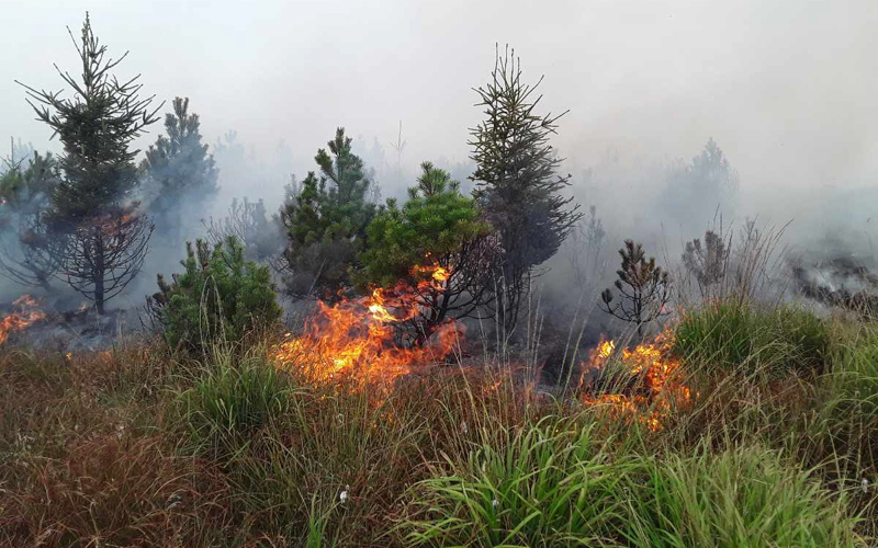 FOTO AKTUÁLNĚ: V Krušných horách hoří rašelinové pole, hasiči mají druhý stupeň poplachu