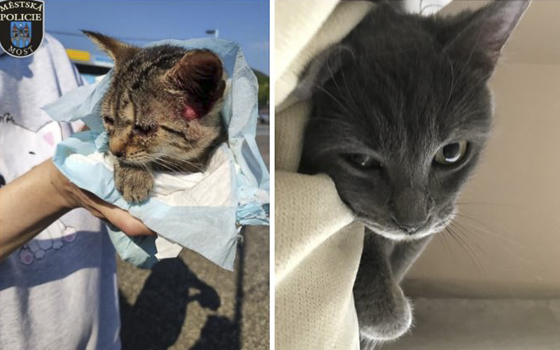 Strážníci zachraňují opuštěné kočky. Už tři skončily u nich doma v adopci