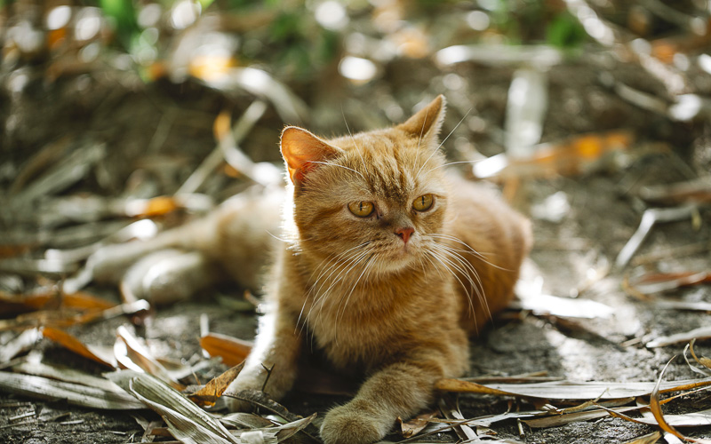 V Litvínově pokračuje kastrace koček. Cílem je držet pod kontrolou počet divoce žijících zvířat