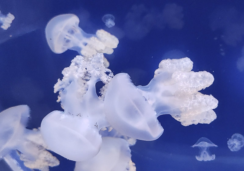 Už se to blíží: Zoopark v prosinci otevře vlastní medúzárium