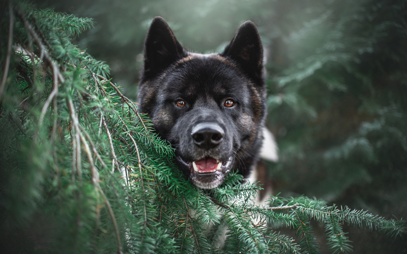 Pes uvízl v lese nad Litvínovem a několik dní štěkal o pomoc. Život mu zachránil vytrvalý muž